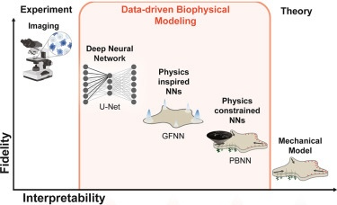 Data-driven biophysics