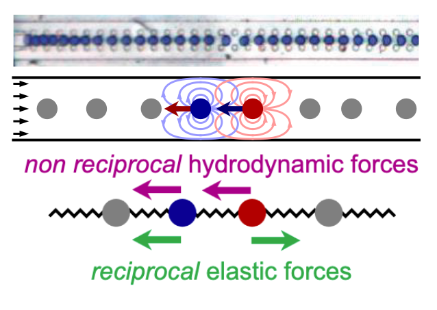 Interpreting neural operators to discover non-reciprocal physics